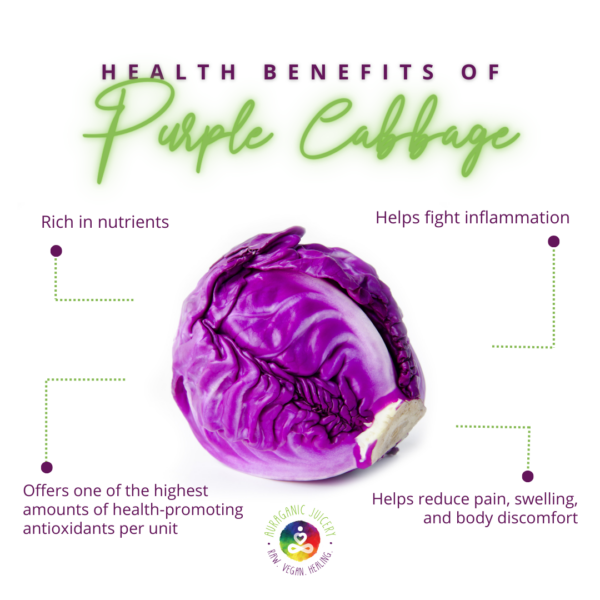 An organic purple cabbage. Infographic about its qualities as a super vegetable.